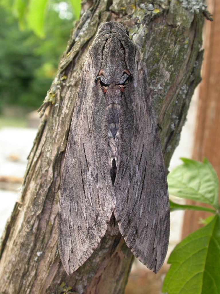 Falene, solo un ricordo? + foto di alcune specie di sfingi